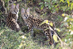 Serval cubs UK3A5478r
