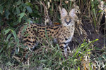 Serval cub UK3A5523r