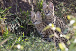 Serval cubs UK3A5545r