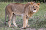 Lion UK3A6173r