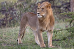 Lion UK3A6174r