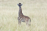 Masai Giraffe UK3A6180r