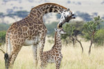Masai Giraffe UK3A6185r