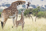 Masai Giraffe UK3A6186r
