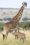Masai Giraffe UK3A6194r
