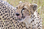 Cheetah UK3A6260r