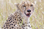 Staring Cheetah UK3A6290r
