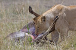 Lioness and her prey (wildebeest) UK3A7054r