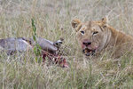 Lioness and her prey (wildebeest)  UK3A7116r