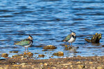 DSC07566-DxO_DeepPRIME-3r