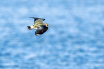 DSC07865-DxO_DeepPRIME-3r