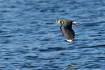DSC07983-DxO_DeepPRIME-3r