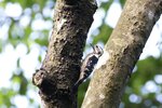 _K3A3026r (2) Grey-capped Woodpecker（小啄木），攝於烏來桂山