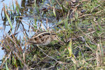 _DSC4449-ARW_DxO_DeepPRIMEXDr