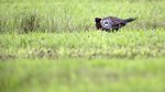 Ring-necked Pheasant（環頸雉）
_38T0001r