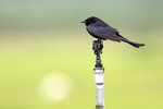 Black Drongo（大卷尾）
_38T0017r