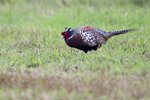 Ring-necked Pheasant（環頸雉）_38T0023r