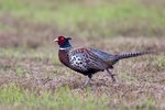 Ring-necked Pheasant（環頸雉）_38T0027r