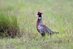 Ring-necked Pheasant（環頸雉）_38T0033r