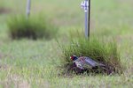 Ring-necked Pheasant（環頸雉）_38T0051r