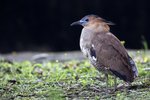 Malayan Night-heron（黑冠麻鷺）
_38T0264r