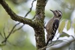 Gray-capped Woodpecker （小啄木）
_38T0379r