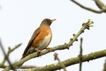 Brown-headed Thrush（赤腹鶇）
_38T0438r