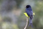 Black Drongo（大卷尾）_38T0452r
