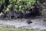 Slaty-breasted Rail（灰胸秧雞）
_38T0498r