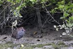 Slaty-breasted Rail（灰胸秧雞）_38T0551r