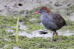 Slaty-breasted Rail（灰胸秧雞）_38T0637r