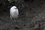 Little Egret（小白鷺）
_38T0673r
