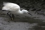 Little Egret（小白鷺）_38T0698r