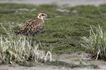 Pacific Golden Plover（太平洋金斑鴴）
_38T0769r