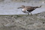 Common Sandpiper（磯鷸）
_38T0897r