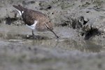 Common Sandpiper（磯鷸）_38T0936r