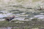 Slaty-breasted Rail（灰胸秧雞）_38T1008r