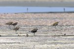 Pacific Golden Plover（太平洋金斑鴴）_38T1009r