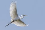 Great Egret（大白鷺）
_38T1068r