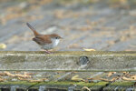 DSC06644-DxO_DeepPRIME-3r