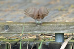 DSC06717-DxO_DeepPRIME-3r