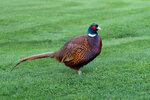 _DSC3539-ARW_DxO_DeepPRIMEXD-Enhanced-SRr