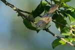 _DSC5817-ARW_DxO_DeepPRIMEXDr