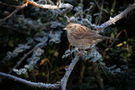 _DSC1043-ARW_DxO_DeepPRIMEXD-Enhanced-SRr