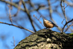 _DSC2733-ARW_DxO_DeepPRIMEXD-Enhanced-SRr