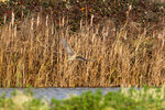 _DSC2586-DxO_DeepPRIME-3r