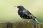 _DSC1974-ARW_DxO_DeepPRIMEXD-Enhanced-SRr