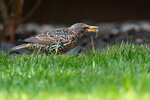 _DSC9507-ARW_DxO_DeepPRIMEXD-Enhanced-SRr