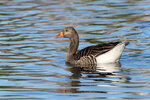 _DSC2645-ARW_DxO_DeepPRIMEXD-Enhanced-SRr