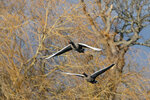 _DSC4246-ARW_DxO_DeepPRIMEXDr